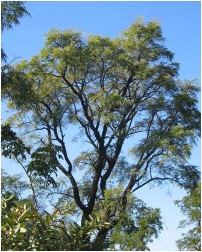 Angico do Cerrado