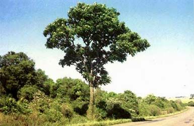 Cedro Rosa